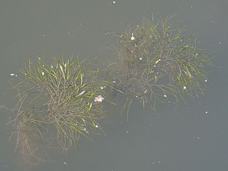 Potamogeton pectinatus \ Kamm-Laichkraut / Fennel Pontweed, D Heidelberg 24.8.2008