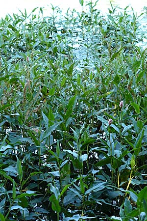 Persicaria amphibia / Water Knotweed, Willow Grass, D Böblingen 30.8.2008