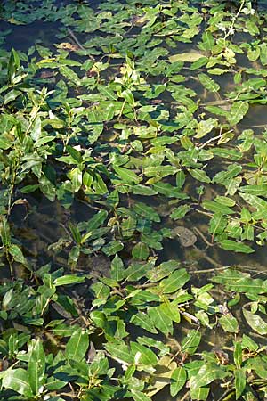 Persicaria amphibia / Water Knotweed, Willow Grass, D Böblingen 30.8.2008