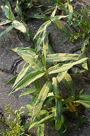 Persicaria amphibia / Water Knotweed, Willow Grass, D Philippsburg 11.9.2008