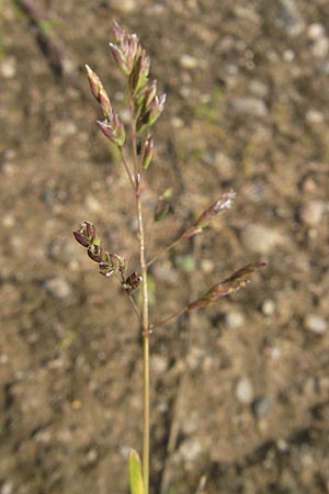 Poa annua / Annual Blue Grass, D Reilingen 11.9.2010