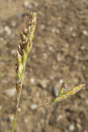 Poa annua \ Einjhriges Rispengras / Annual Blue Grass, D Reilingen 11.9.2010