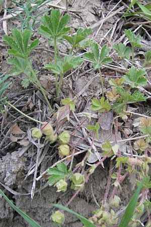 Potentilla subarenaria \ Falsches Sand-Fingerkraut / Spring Cinquefoil, D Kraichtal-Oberöwisheim 3.5.2011