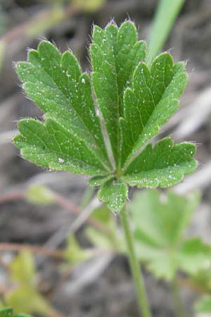 Potentilla subarenaria \ Falsches Sand-Fingerkraut / Spring Cinquefoil, D Kraichtal-Oberöwisheim 3.5.2011