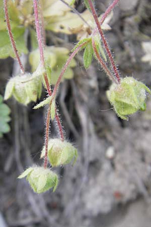 Potentilla subarenaria \ Falsches Sand-Fingerkraut, D Kraichtal-Oberöwisheim 3.5.2011