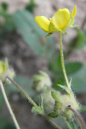 Potentilla subarenaria \ Falsches Sand-Fingerkraut / Spring Cinquefoil, D Kraichtal-Oberöwisheim 3.5.2011