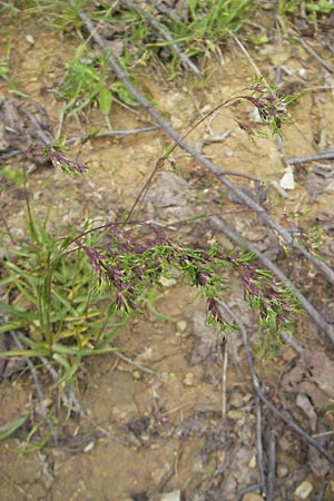 Poa alpina \ Alpen-Rispengras / Alpine Meadow Grass, D Immenstadt 21.6.2011