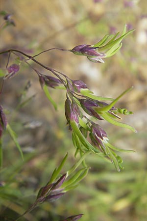 Poa alpina \ Alpen-Rispengras / Alpine Meadow Grass, D Immenstadt 21.6.2011