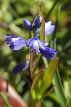 Polygala alpestris \ Voralpen-Kreuzblume, Berg-Kreuzblmchen / Alpine Milkwort, D Immenstadt 21.6.2011