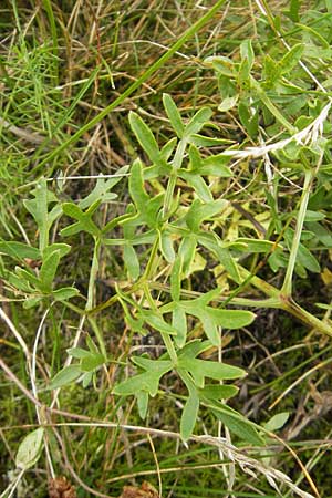 Peucedanum oreoselinum / Mountain Parsley, D Eching 30.7.2011