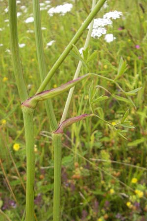 Peucedanum oreoselinum / Mountain Parsley, D Eching 30.7.2011