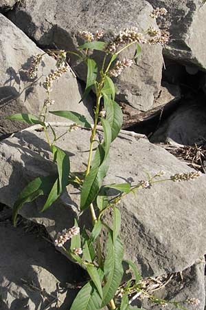 Persicaria amphibia \ Wasser-Knterich / Water Knotweed, Willow Grass, D Mannheim 25.9.2011