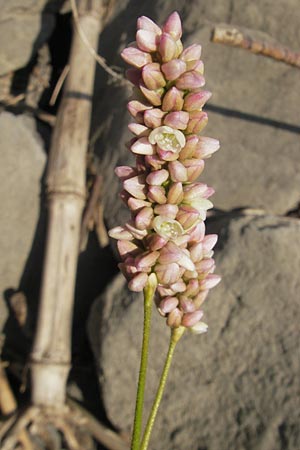 Persicaria amphibia / Water Knotweed, Willow Grass, D Mannheim 25.9.2011