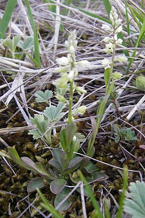 Polygala amarella \ Sumpf-Kreuzblume, Sumpf-Kreuzblmchen / Dwarf Milkwort, D Eching 5.5.2012