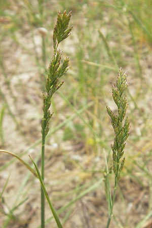 Poa compressa \ Flaches Rispengras, Plattes Rispengras / Flattened Meadow Grass, D Mainz 31.5.2012