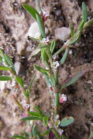 Polygonum arenastrum \ Trittrasen-Vogel-Knterich / Equal-Leaved Knotgrass, D Heidelberg 21.7.2012