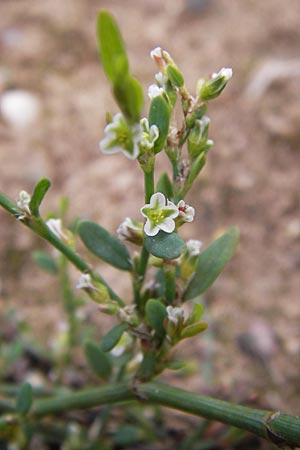 Polygonum arenastrum \ Trittrasen-Vogel-Knterich / Equal-Leaved Knotgrass, D Heidelberg 21.7.2012