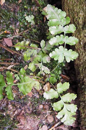 Polystichum aculeatum / Hard Shield Fern, D Neckargerach 3.2.2013