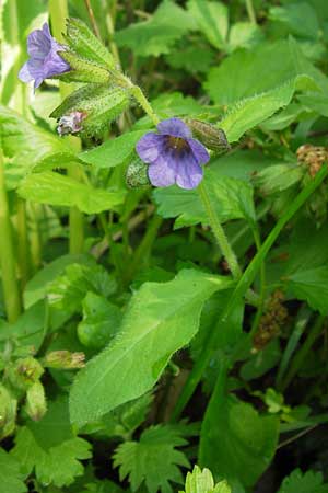 Pulmonaria obscura \ Dunkles Lungenkraut / Suffolk Lungwort, D Schweinfurt 5.5.2013