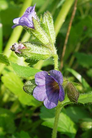 Pulmonaria obscura \ Dunkles Lungenkraut / Suffolk Lungwort, D Schweinfurt 5.5.2013