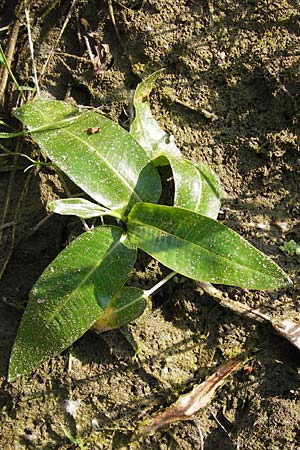 Persicaria amphibia / Water Knotweed, Willow Grass, D Lampertheim 10.7.2013