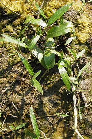 Persicaria amphibia \ Wasser-Knterich / Water Knotweed, Willow Grass, D Lampertheim 10.7.2013