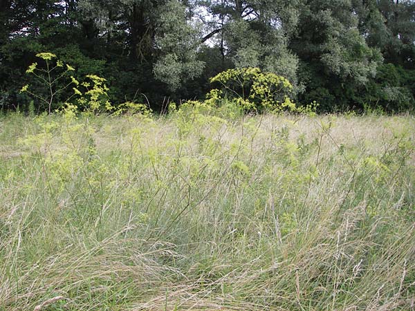 Peucedanum officinale \ Arznei-Haarstrang / Hog's Fennel, D Mannheim 17.7.2013