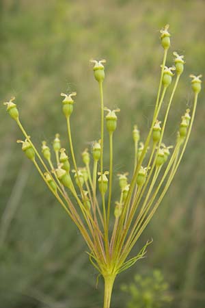 Peucedanum officinale \ Arznei-Haarstrang / Hog's Fennel, D Mannheim 17.7.2013