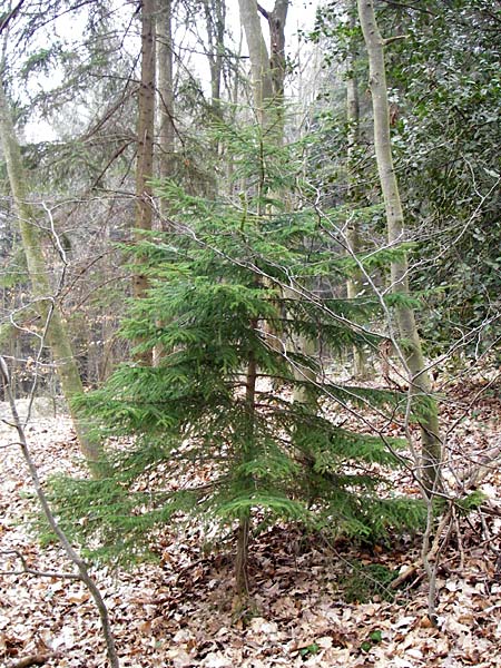 Picea orientalis \ Kaukasische Fichte / Caucasian Spruce, D Heidelberg 15.3.2014