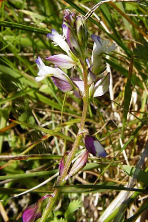 Polygala comosa \ Schopfige Kreuzblume, Schopfiges Kreuzblmchen / Tufted Milkwort, D Wetzlar 17.5.2014