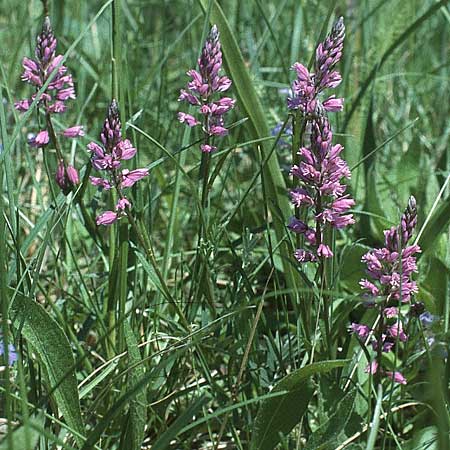 Polygala comosa / Tufted Milkwort, D Pforzheim 7.5.1994