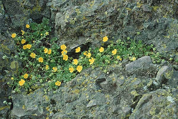 Potentilla verna \ Frhlings-Fingerkraut, D Donnersberg 24.4.1993