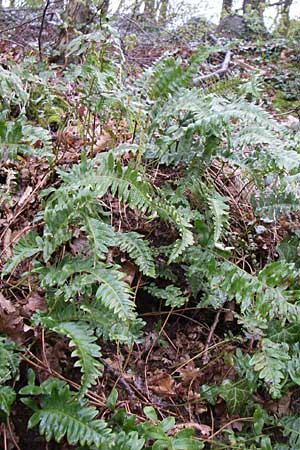 Polypodium vulgare \ Gewhnlicher Tpfelfarn, D Weinheim an der Bergstraße 3.4.2008