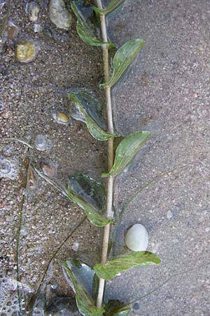 Potamogeton perfoliatus \ Durchwachsenes Laichkraut / Perfoliate Pontweed, D Rheinstetten-Silberstreifen 16.8.2008