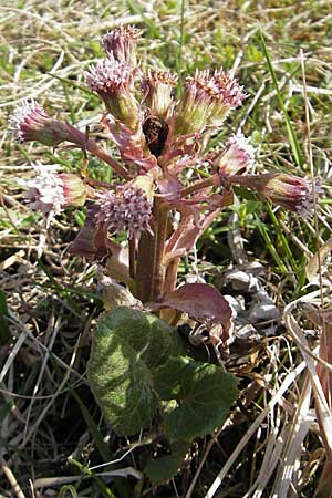 Petasites paradoxus \ Alpen-Pestwurz, D Hurlach 18.4.2009