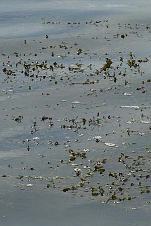 Potamogeton perfoliatus \ Durchwachsenes Laichkraut, D Sasbach am Kaiserstuhl 23.8.2008