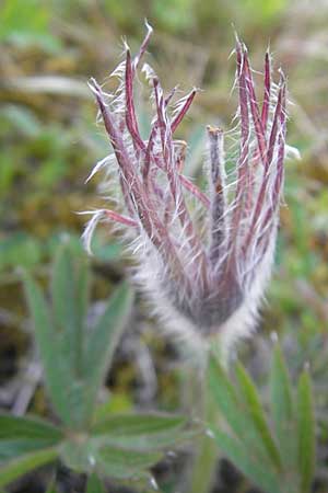 Pulsatilla patens \ Finger-Kuhschelle, Stern-Kuhschelle, D Eching 5.5.2012