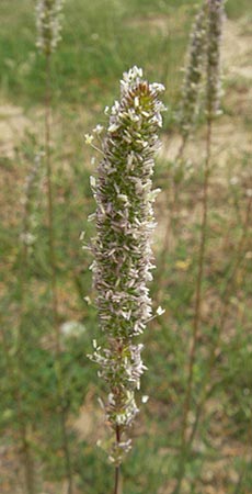 Phleum phleoides \ Steppen-Lieschgras / Boehmer's Cat's-Tail, D Mainz 31.5.2012