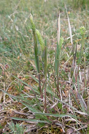 Phleum phleoides / Boehmer's Cat's-Tail, D Solnhofen 5.6.2012