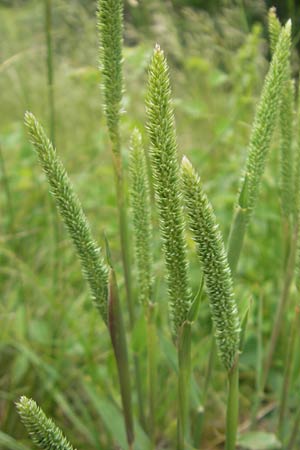 Phleum phleoides / Boehmer's Cat's-Tail, D Solnhofen 5.6.2012