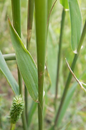 Phleum phleoides \ Steppen-Lieschgras, D Solnhofen 5.6.2012