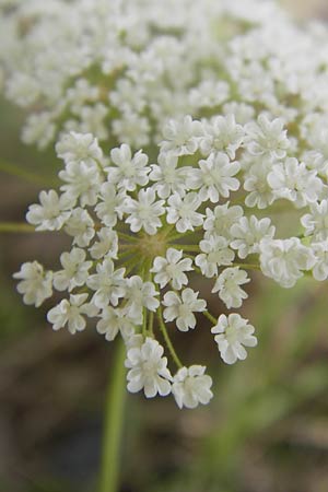 Pimpinella peregrina \ Fremde Bibernelle / Southern Burnet Saxifrage, D Frankfurt-Kalbach 14.7.2012