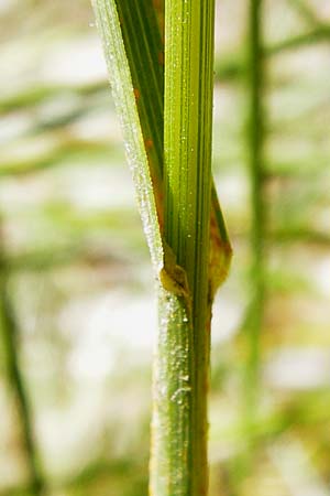 Poa pratensis \ Wiesen-Rispengras, Wiesenrispe / Smooth Meadow Grass, Kentucky Blue Grass, D Lobbach-Waldwimmersbach 19.6.2013