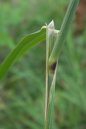 Phleum pratense \ Wiesen-Lieschgras, D Heidelberg 24.7.2013