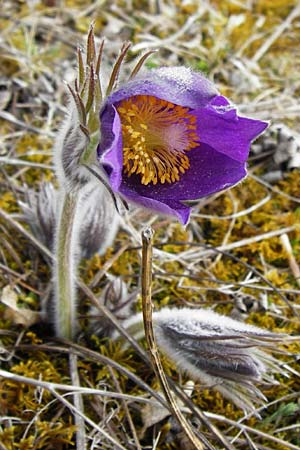 Pulsatilla patens \ Finger-Kuhschelle, Stern-Kuhschelle / Eastern Pasque-Flower, D Eching 31.3.2014