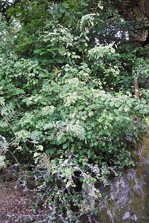 Pyrus pyraster \ Wild-Birne, Holz-Birne / Wild Pear, D Odenwald, Fischbachtal-Steinau 25.6.2014