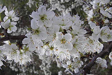 Prunus spinosa / Sloe, Blackthorn, D Neuleiningen 29.4.2006