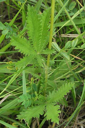 Potentilla recta \ Aufrechtes Fingerkraut, Hohes Fingerkraut, D Hemsbach 16.6.2006