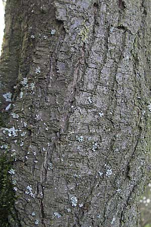 Prunus cerasifera \ Kirschpflaume / Cherry Plum, D Heidelberg 16.3.2007