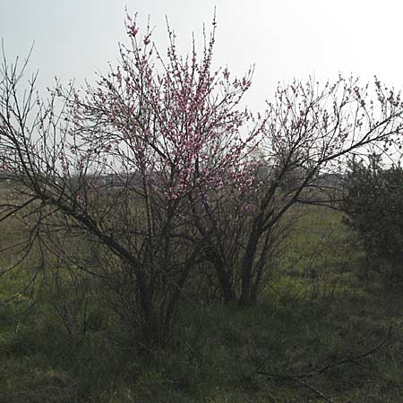 Prunus persica \ Pfirsich / Peach, D Waghäusel 7.4.2007